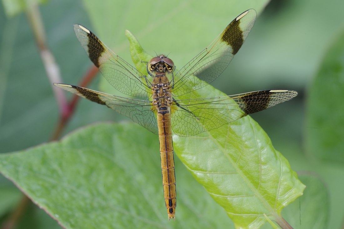 Sympetrum pedemontanum